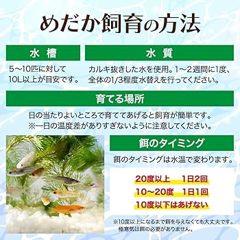 Amazon | ラメ 高級 メダカ 生体 稚魚 煌ラメ めだか10匹 + α